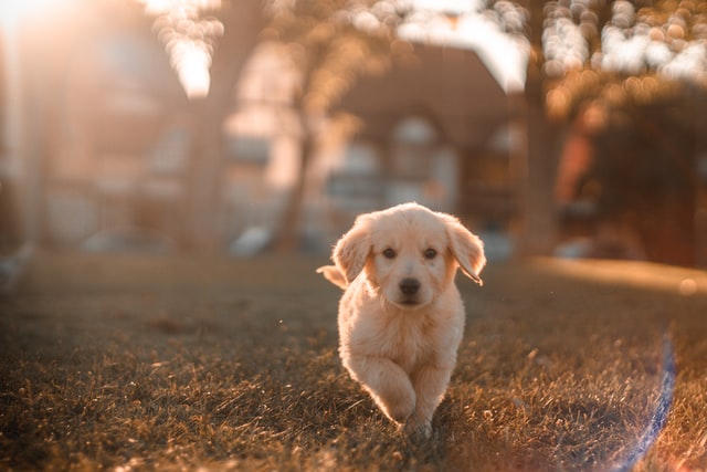 Cute tiny dog