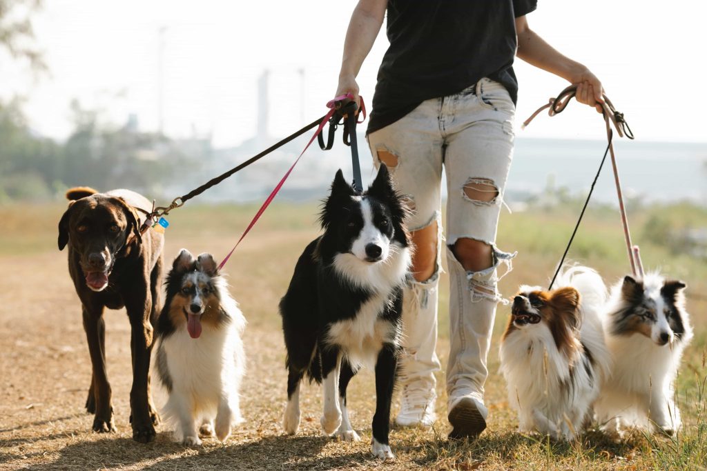 different dogs on different leashes