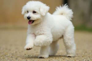 maltese