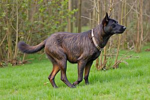 Treeing Tennessee Brindle training